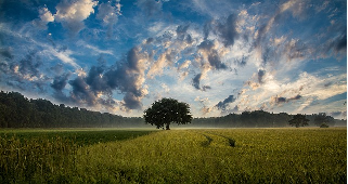 strom a nebe, zdroj: www.pixabay.com, Licence: CC0 Public Do